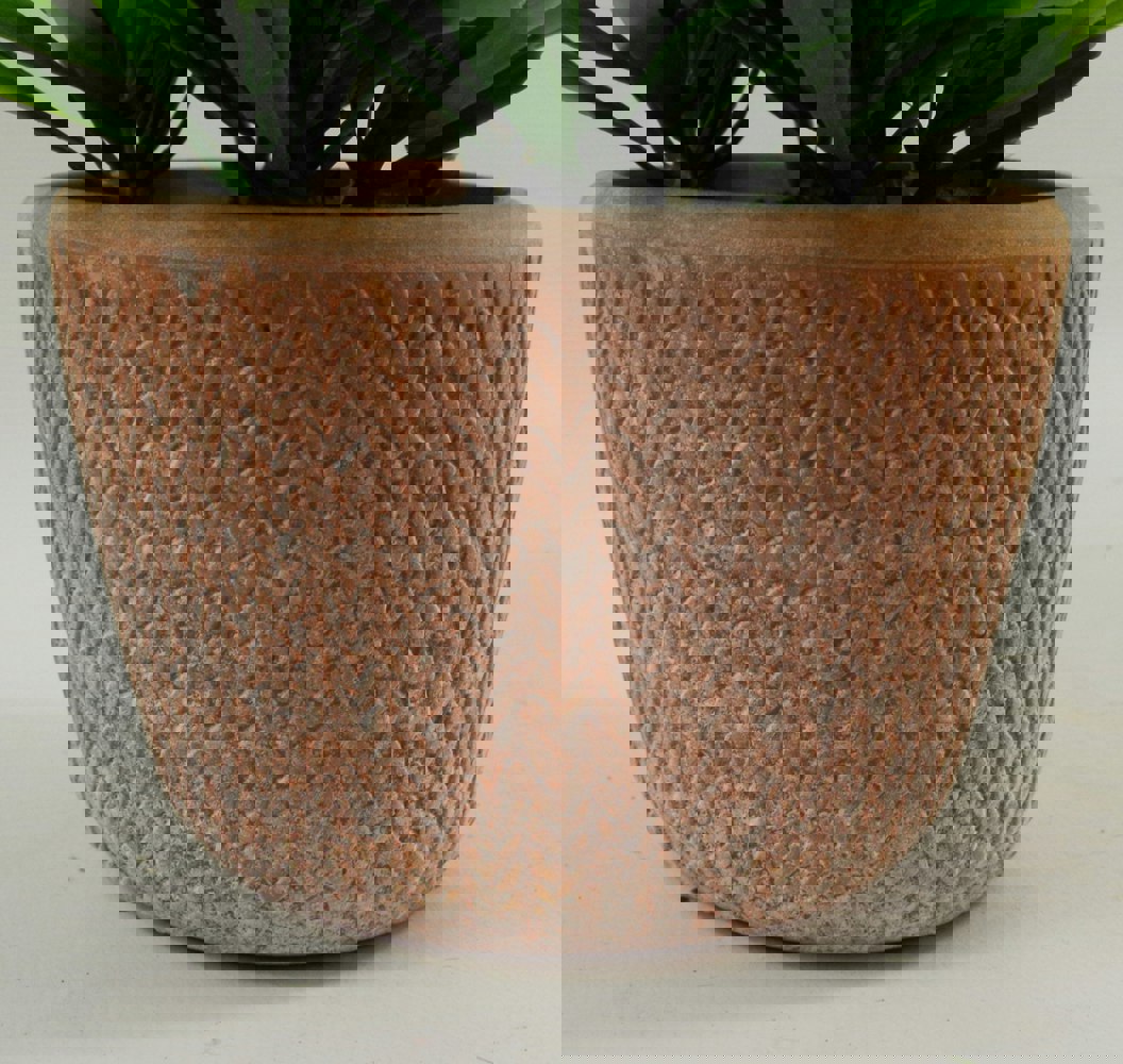 Leaf 22cm Honey Plant Light Green in Terracotta Pot