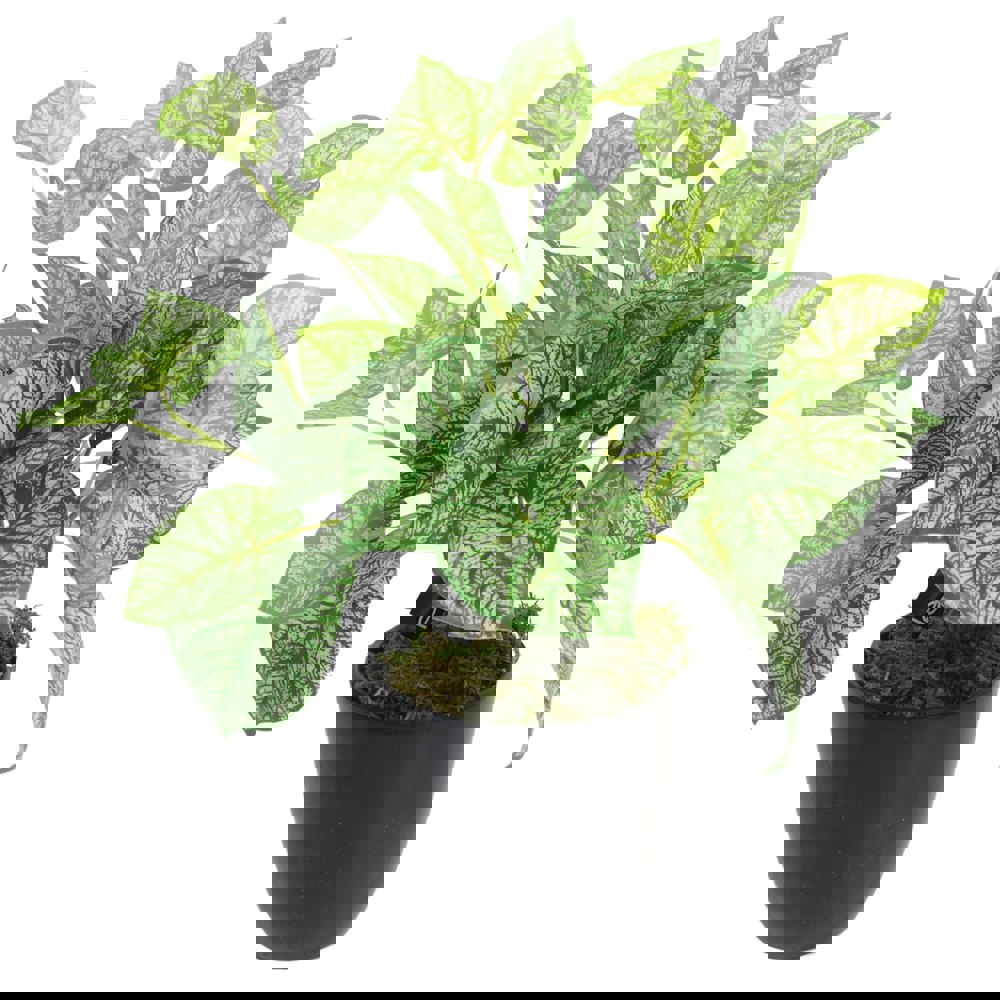 Leaf 40cm Artificial Caladium Plant with pot