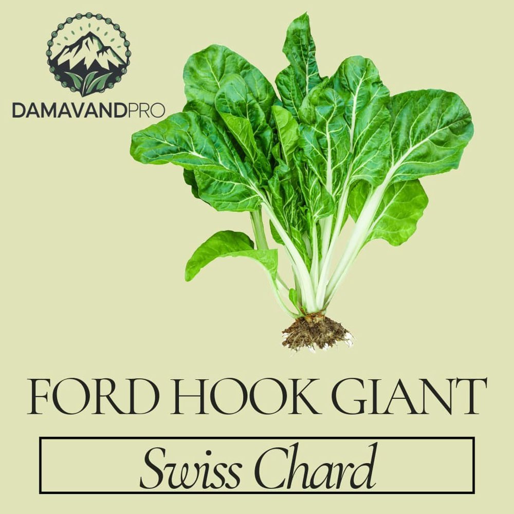 Swiss Chard Fordhook Giant Seeds FORD HOOK GIANT is a Swiss Chard