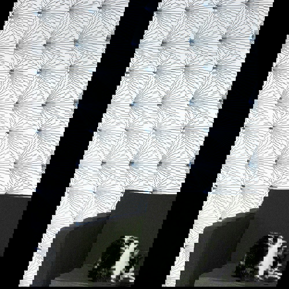 Fan navy / white