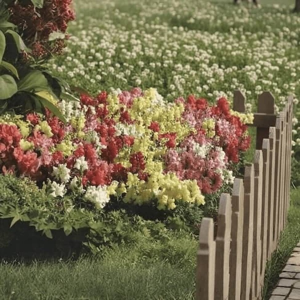 Dwarf Garden Snapdragon Seeds Mix (Antirrhinum majus) 2500 Seeds