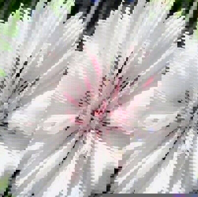 Cornflower Centaurea Cyanus
