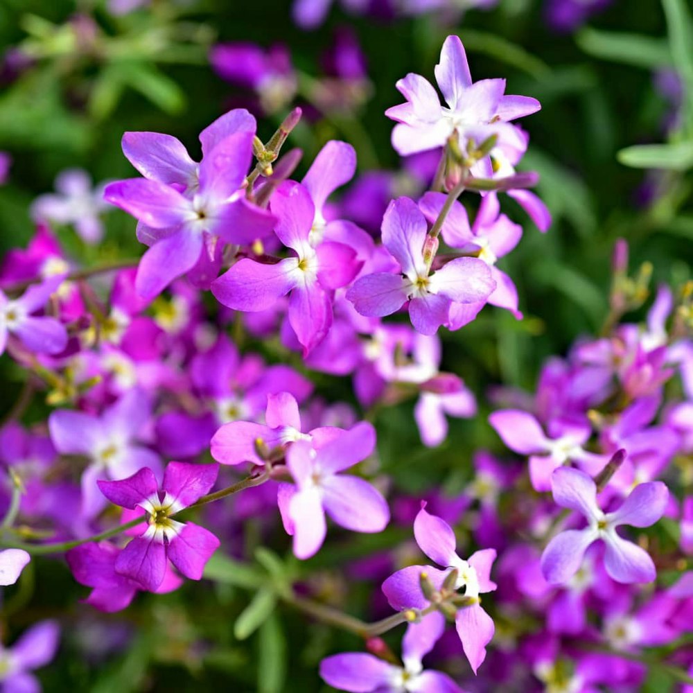 pink lavender Matthiola Bicornis Seeds Night-scented stock