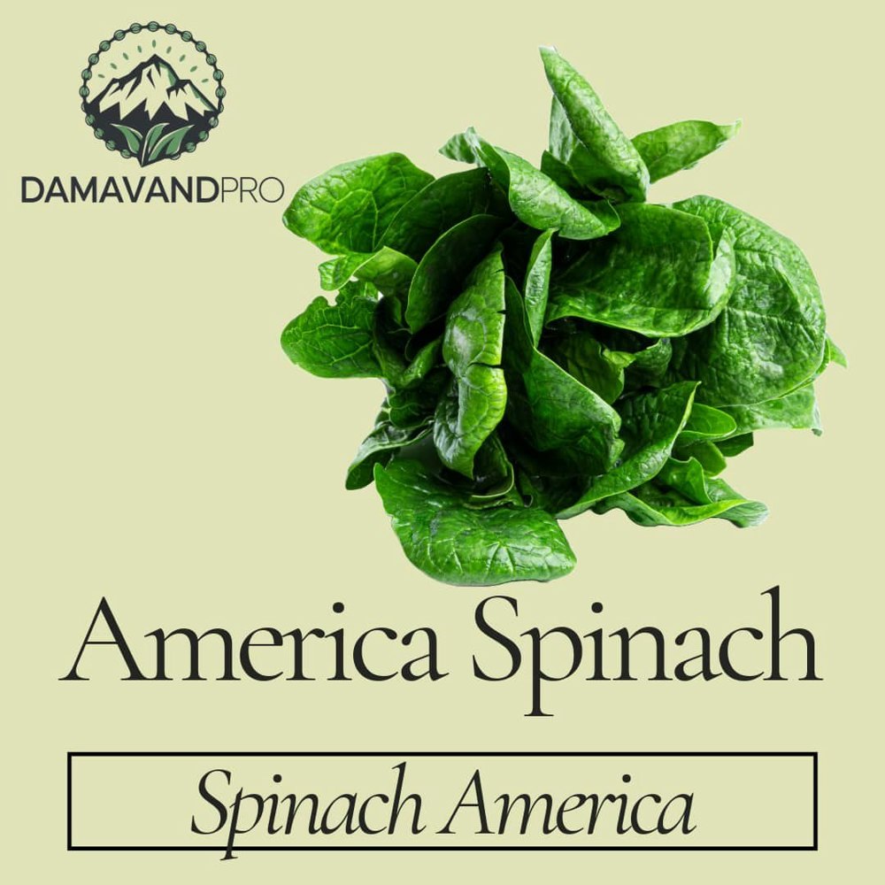 Spinach America Seeds