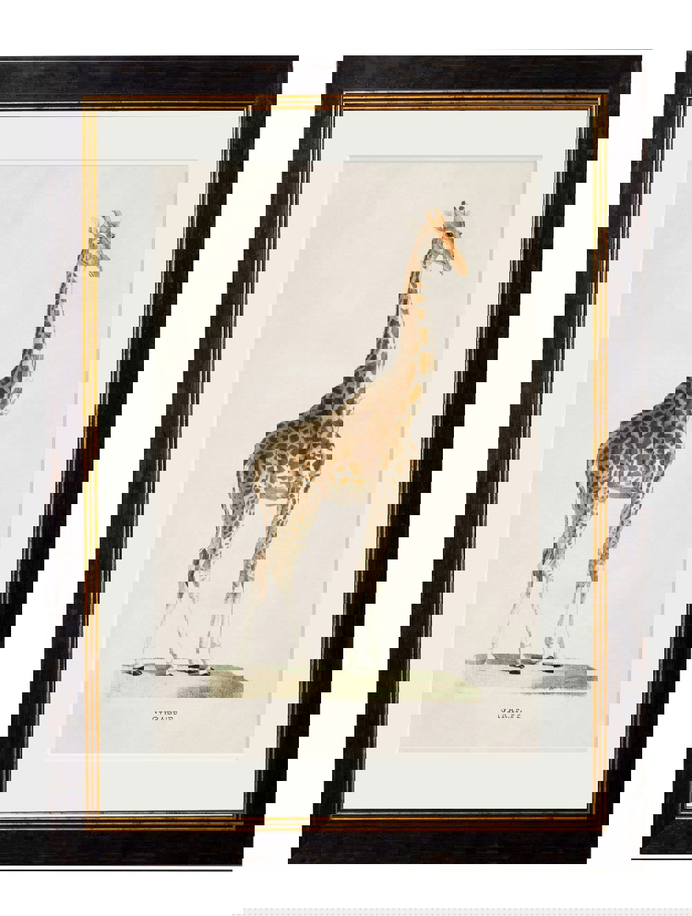 Exceptional Art c.1836 Giraffe