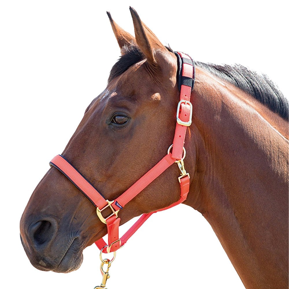 Shires Topaz Nylon Horse Headcollar - Orange