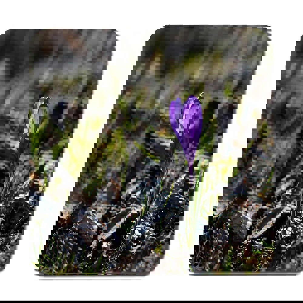 Benjamin Tate Design Purple crocus flowers, Colchicum, in a green grass meadow. Close up spring or autumn flower bloom in nature (Coaster)