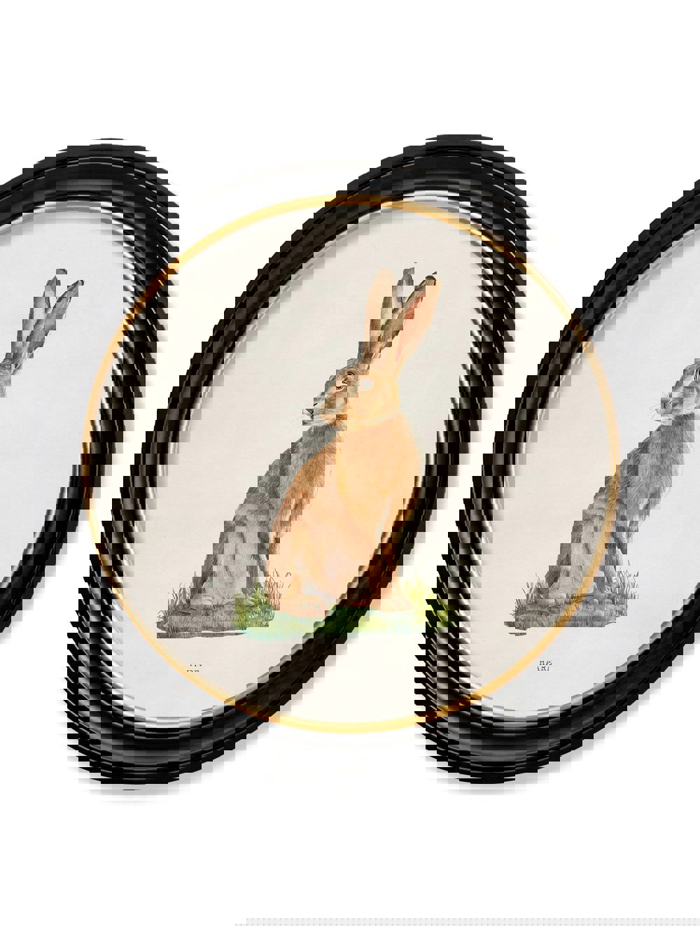 Exceptional Art Hare - Round Frame