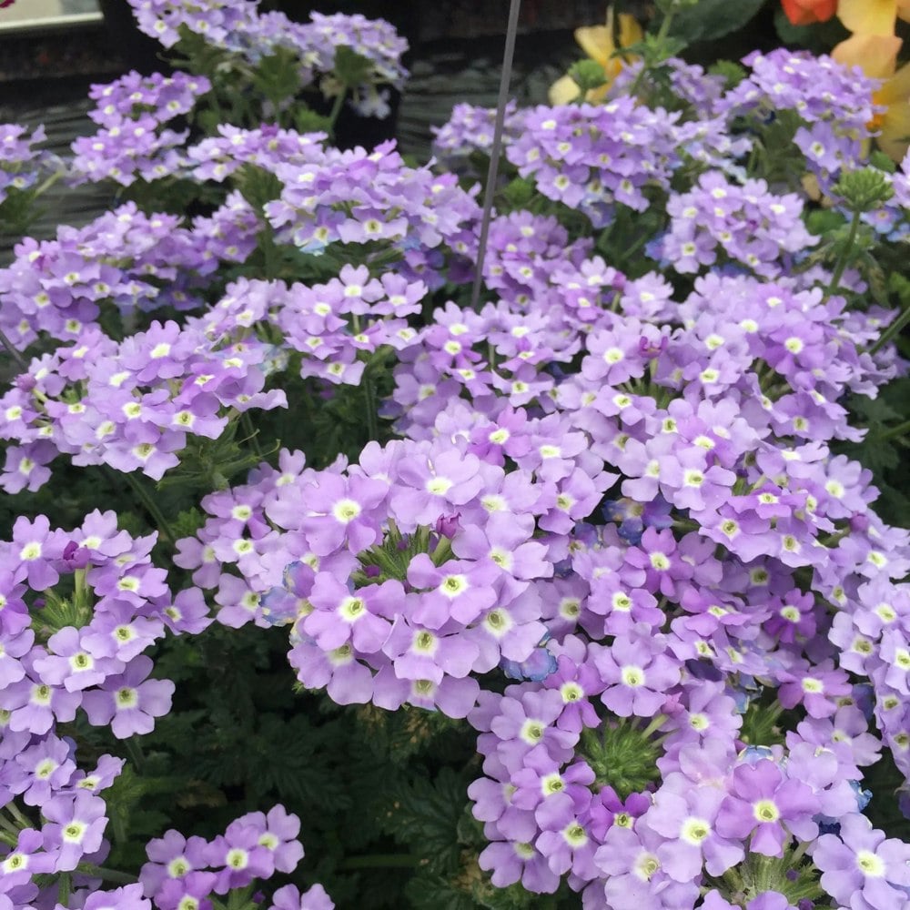 Verbena Lanai Blue Eyes 9cm In Recyclable Pots x 3 Plants plants by post