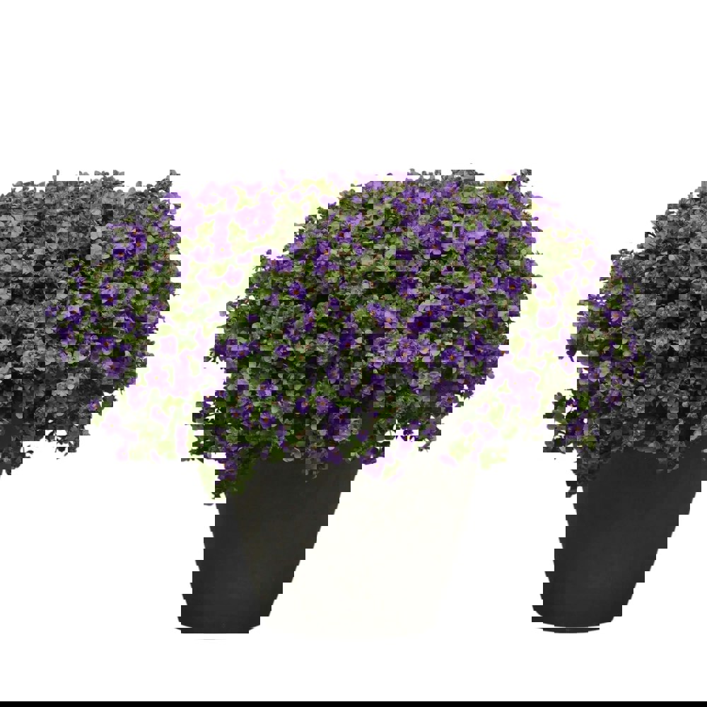 Bacopa Blue – 9cm Recyclable Pots x 3 Trailing Bedding Plants for Hanging Baskets & Borders plants by post