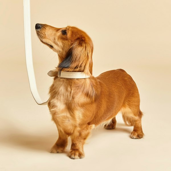 Cream Leather Dog Collar by Barc London