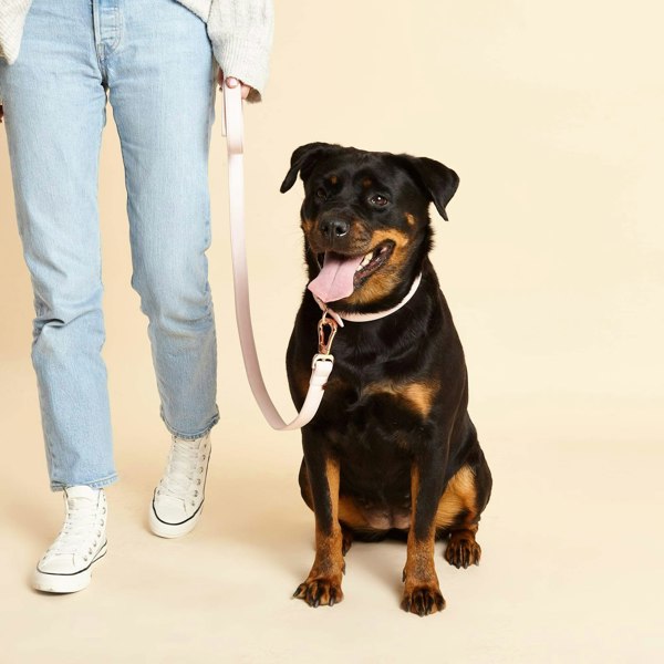 Pink Leather Dog Collar Worn by Doberman