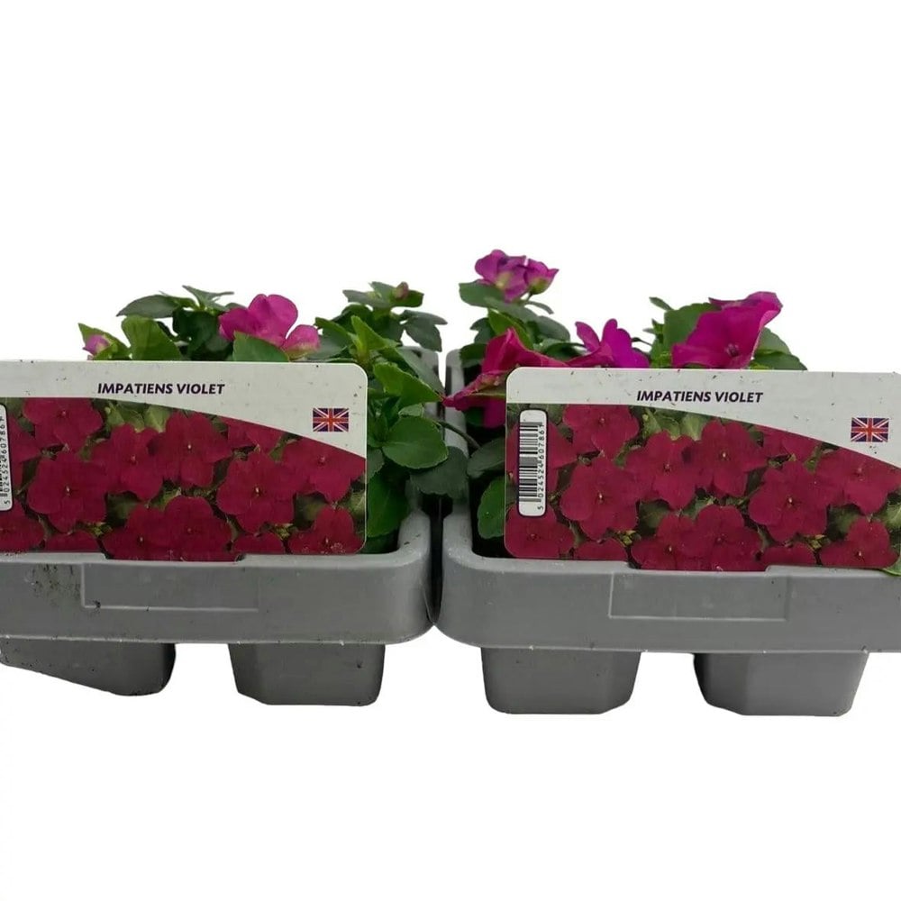 Impatiens Violet 6 Pack x 2 (12 Plants) plants by post