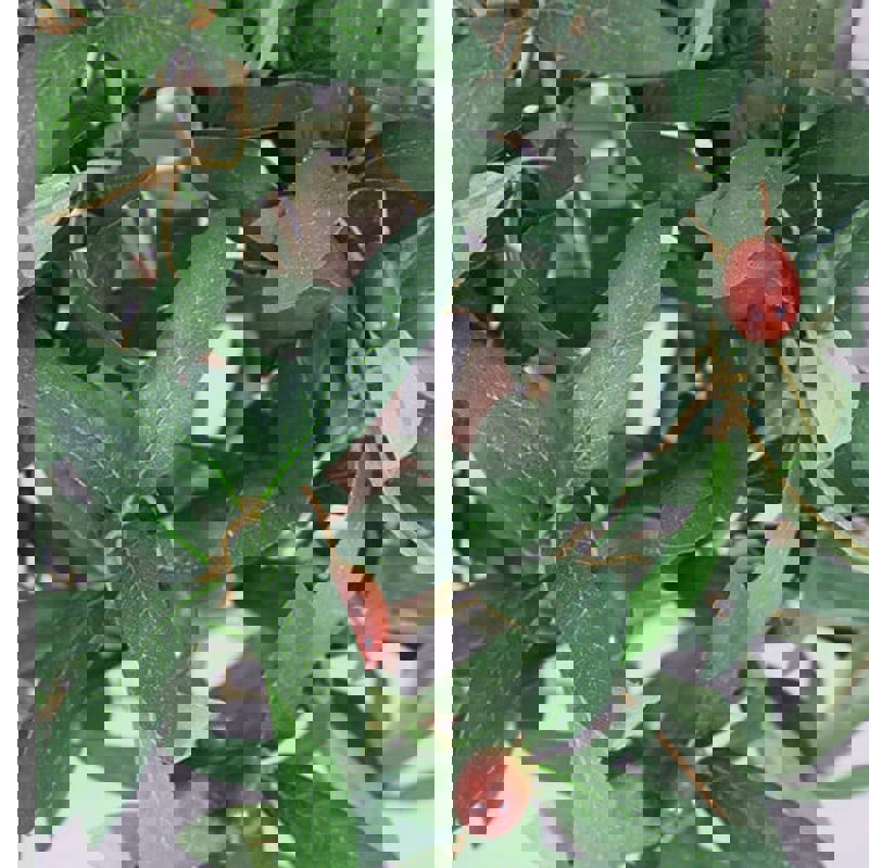Leaf 90cm Artificial Olive Bay Style Topiary Fruit Tree
