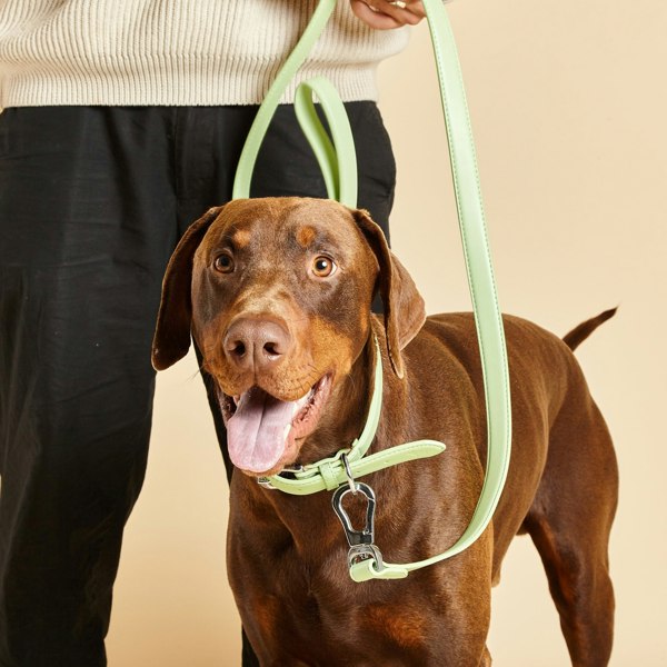 Lush Green Vegan Leather Collar and Lead Set