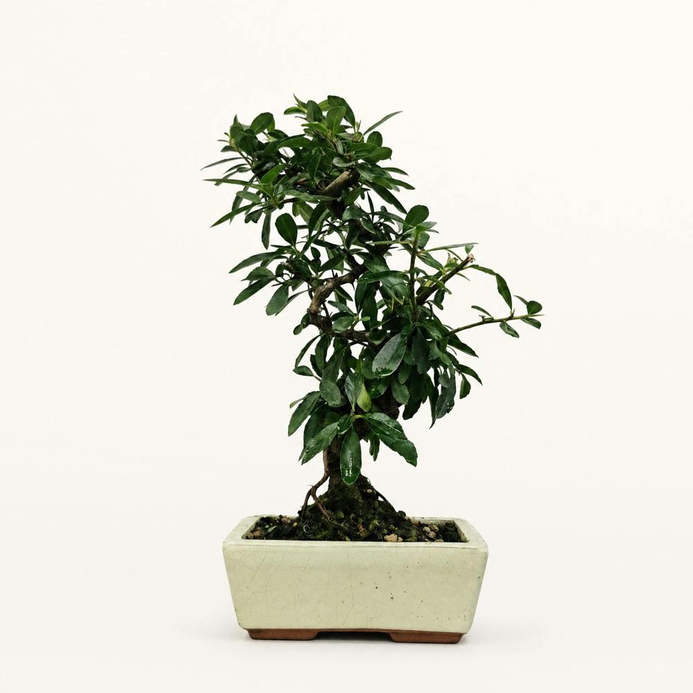 Yorkshire Bonsai Firethorn (Pyracantha) Bonsai Tree | Semi-Shaped | In 15cm Pot - YBP15SS (Representative Image) - YBP15SS (Representative Image)