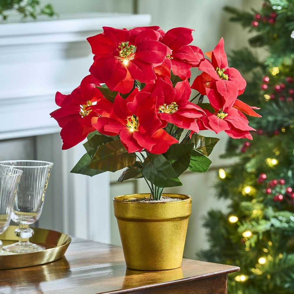 Scotts of Stow LED Poinsettia in Pot