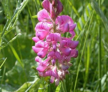 Sainfoin Seed (Agricultural)