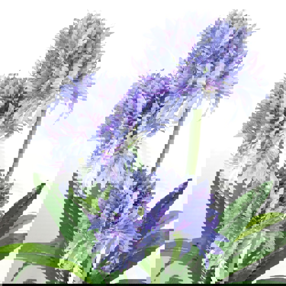 Leaf 90cm Premium Artificial Agapanthus with pot BLUE