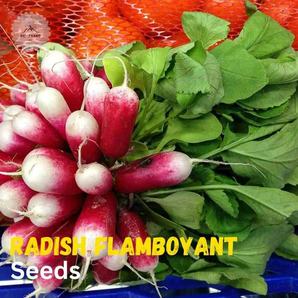 Radish Flamboyant Seeds