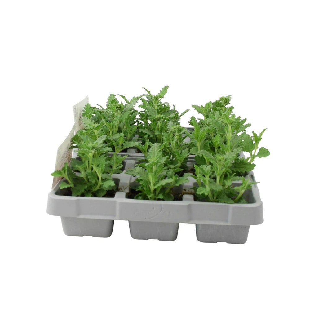Verbena Pink 6 Pack x 2 (12 Plants) plants by post