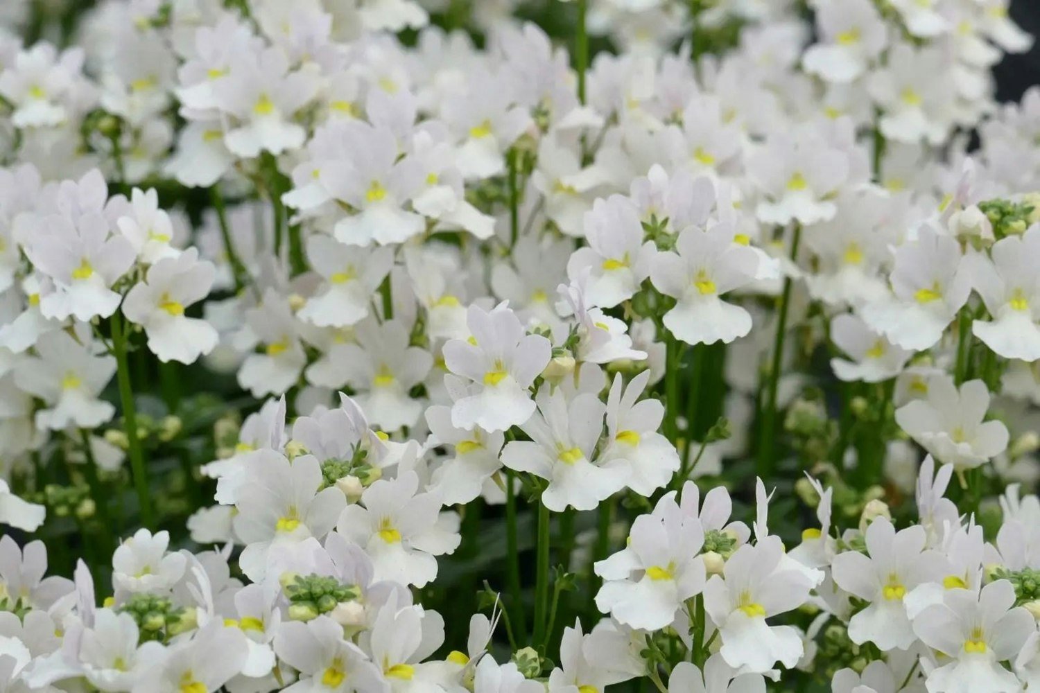 Nemesia Wisley Vanilla 1L Pot x 2