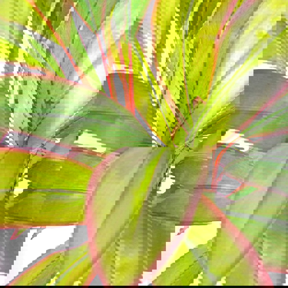 Leaf 100cm Artificial Potted Dracaena Tropical Plant