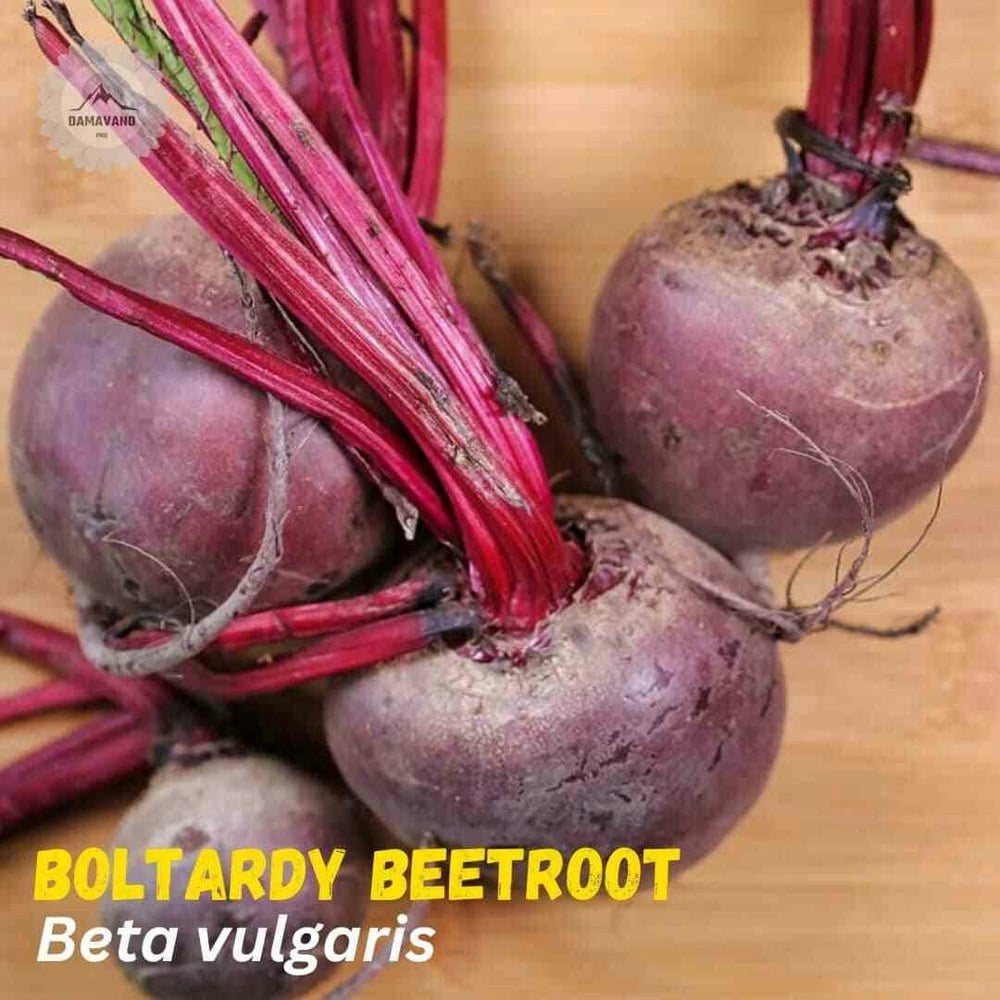 Boltardy Beetroot Beta vulgaris Seeds