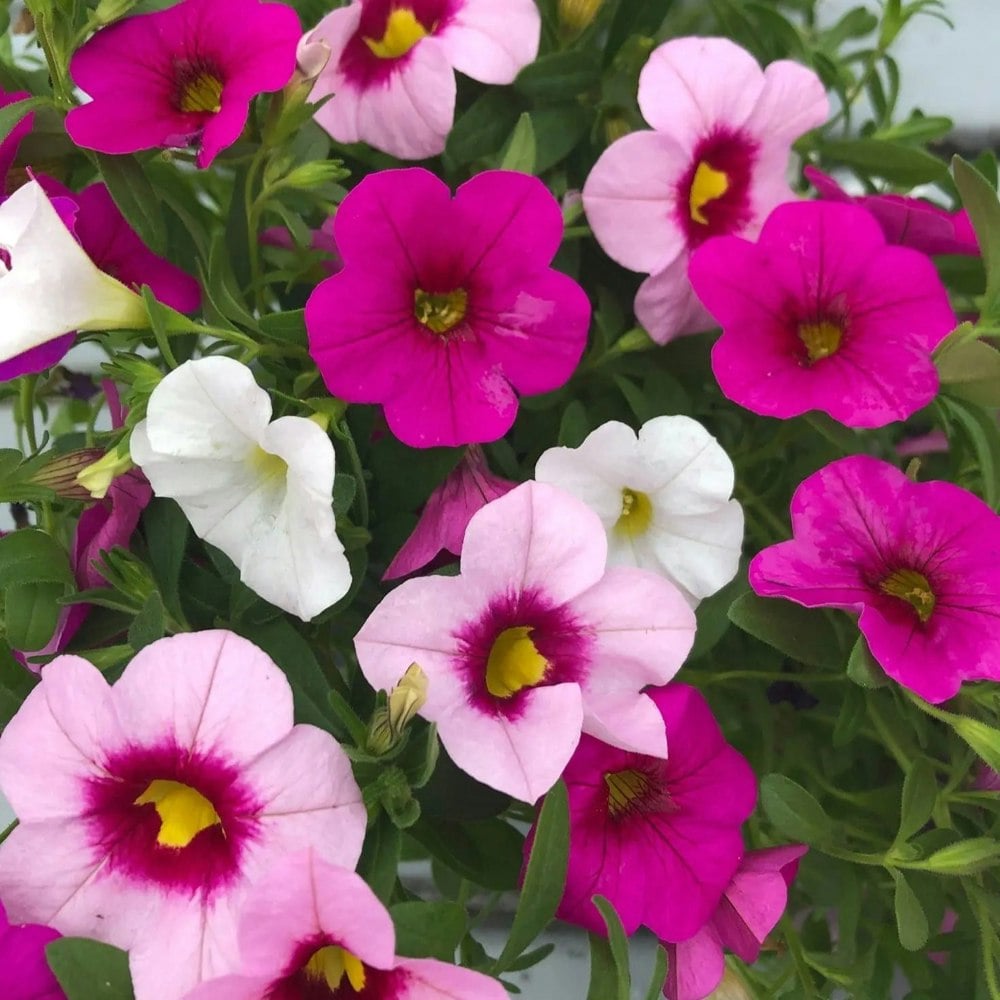 Mixmasters Calibrachoa Cabaret Pink Paradise Eyes 1L Pot x 2 plants by post