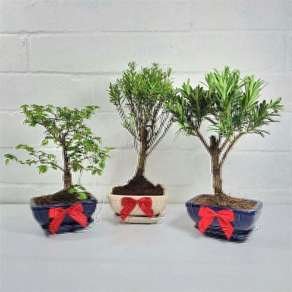 Yorkshire Bonsai Red Gift Bow