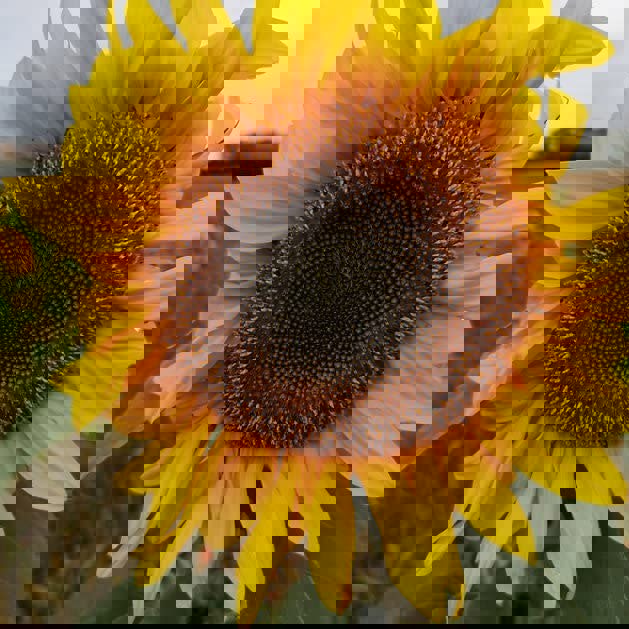 Sunflower seeds sunflower seeds nutrition sunflower seeds side effects for female sunflower seeds flavors