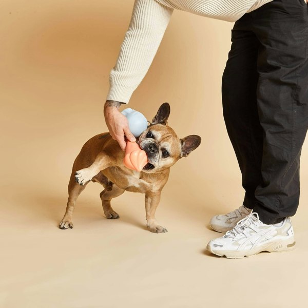 French Bulldog Plays With Whippy & Skully Squeaky Toys for Dogs