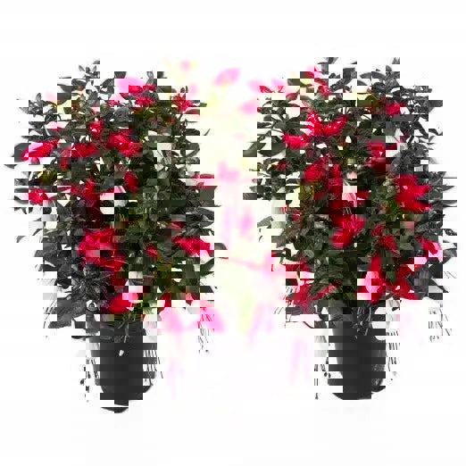 Fuchsia Bella Evita 1L Pot x 2 plants by post
