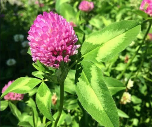 Red Clover Seed Organic - red clover