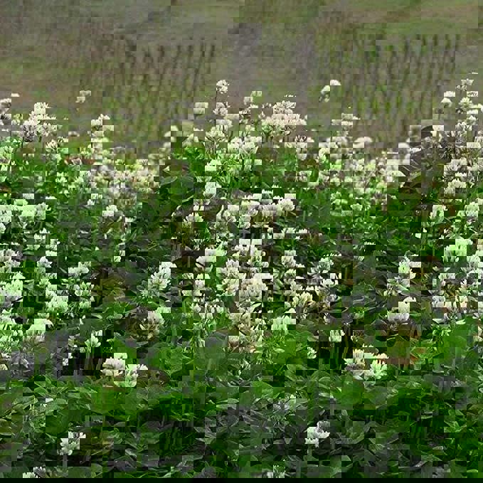 white wild garden flowers White wildflower seeds