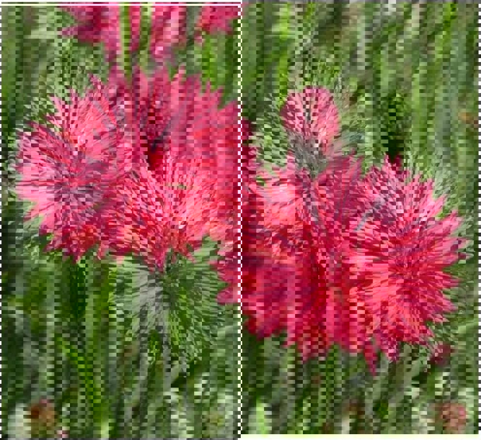 Cornflower Tall double Red seeds