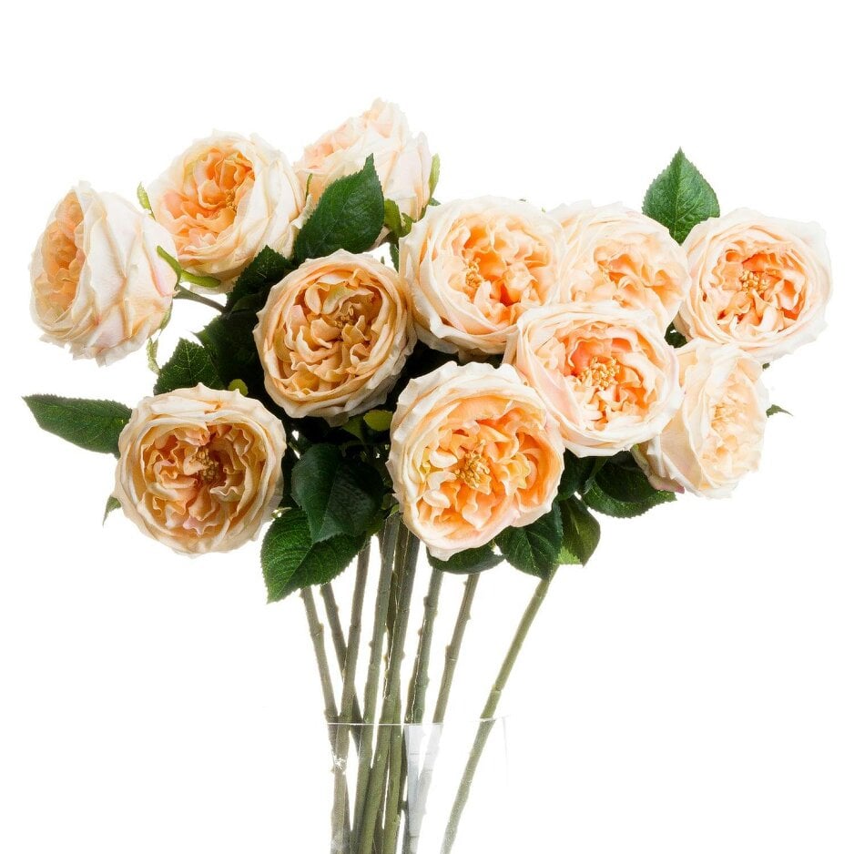 Wyld Haus Set of 3 Artificial Flower Butter Portland Rose