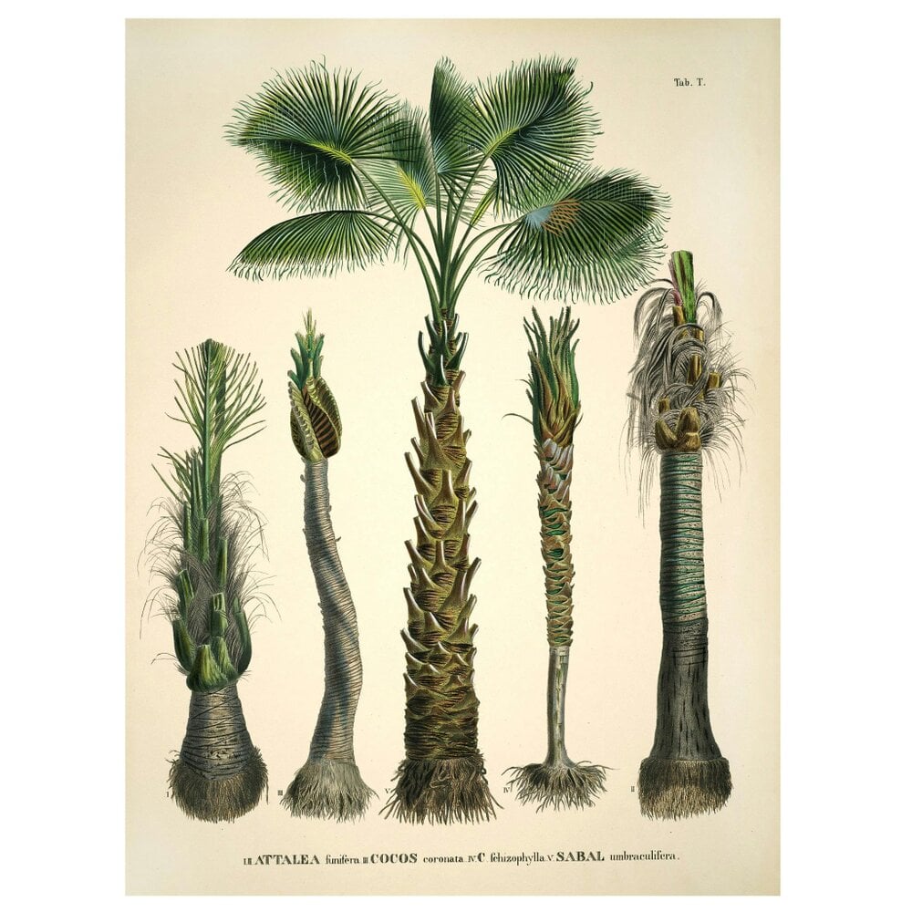 Love Frankie Coconut Palms Wall Hanging