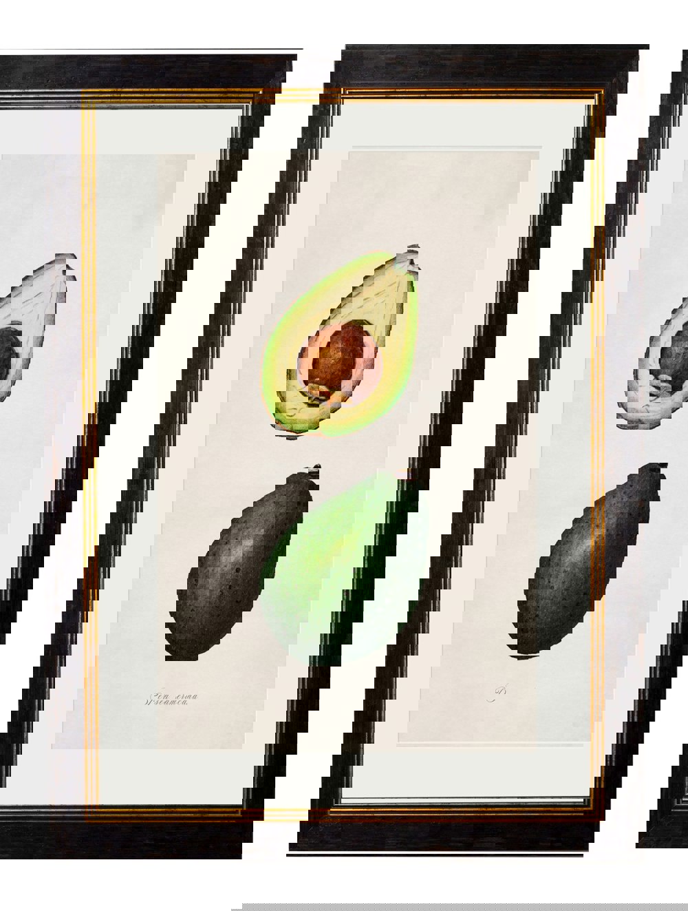 Exceptional Art c.1886 Study of Avocados
