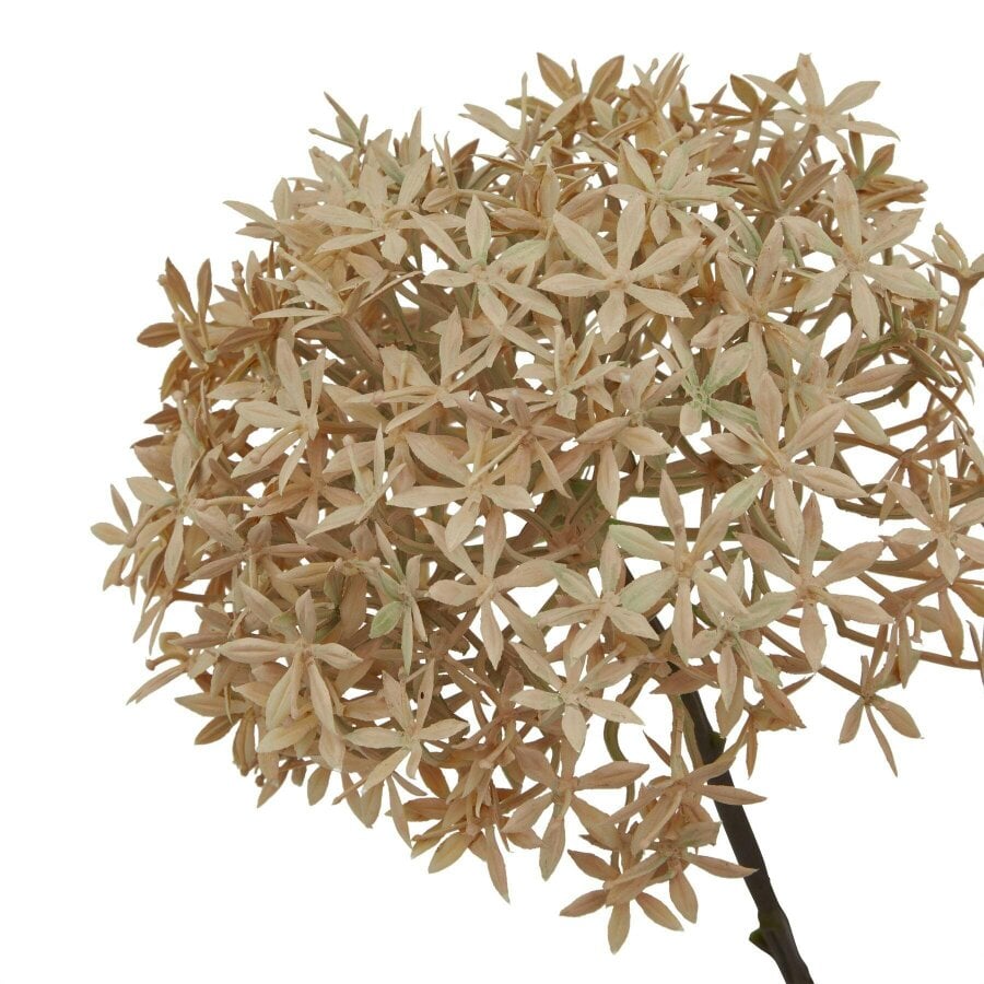 Wyld Haus Set of 3 Artificial Flowers Coffee Allium Stems