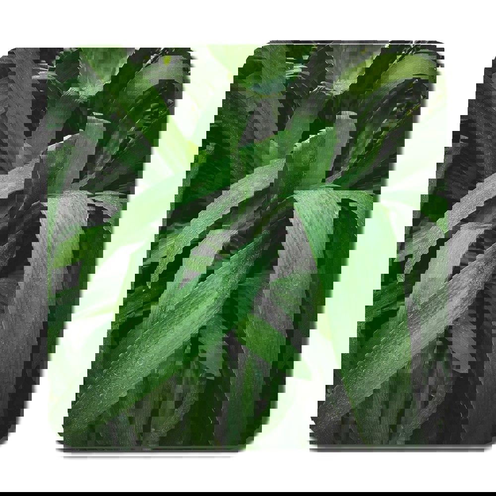Benjamin Tate Design Tropical leaves closeup, Greenhouse, Atmospheric background, Selective focus (Coaster)