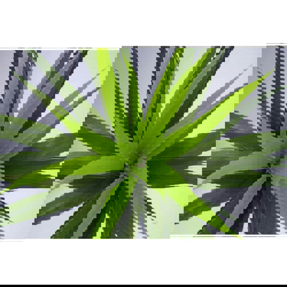 Spiky Artificial Yukka