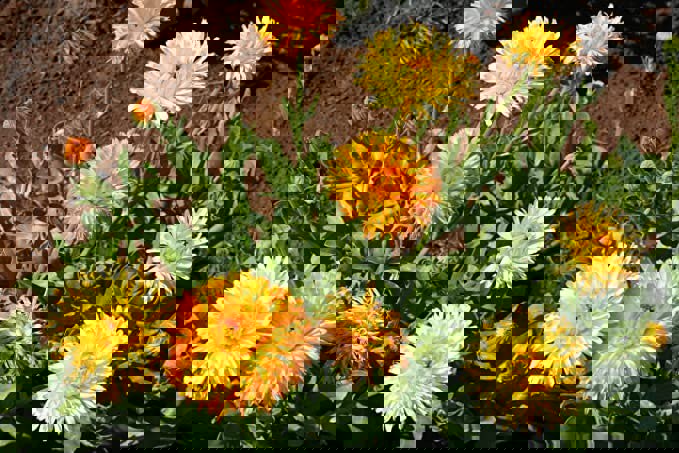 calendula-pacific-beauty-flower