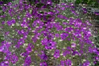 Corncockle Seeds flower