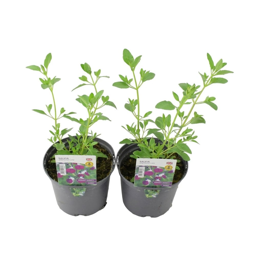 Salvia Amethyst Lips 1L Pot x 2 Plants By Post
