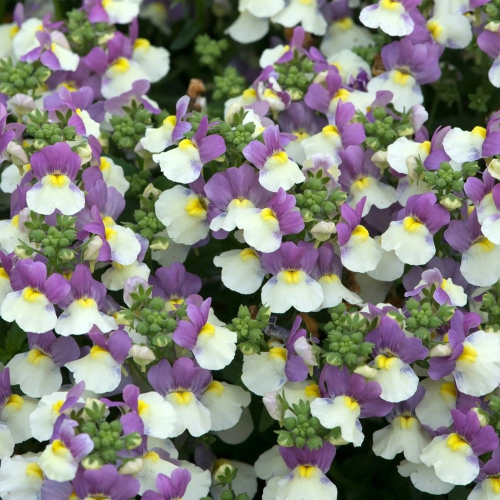 Nemesia Lady Kate 1L Pot x 2 plants by post