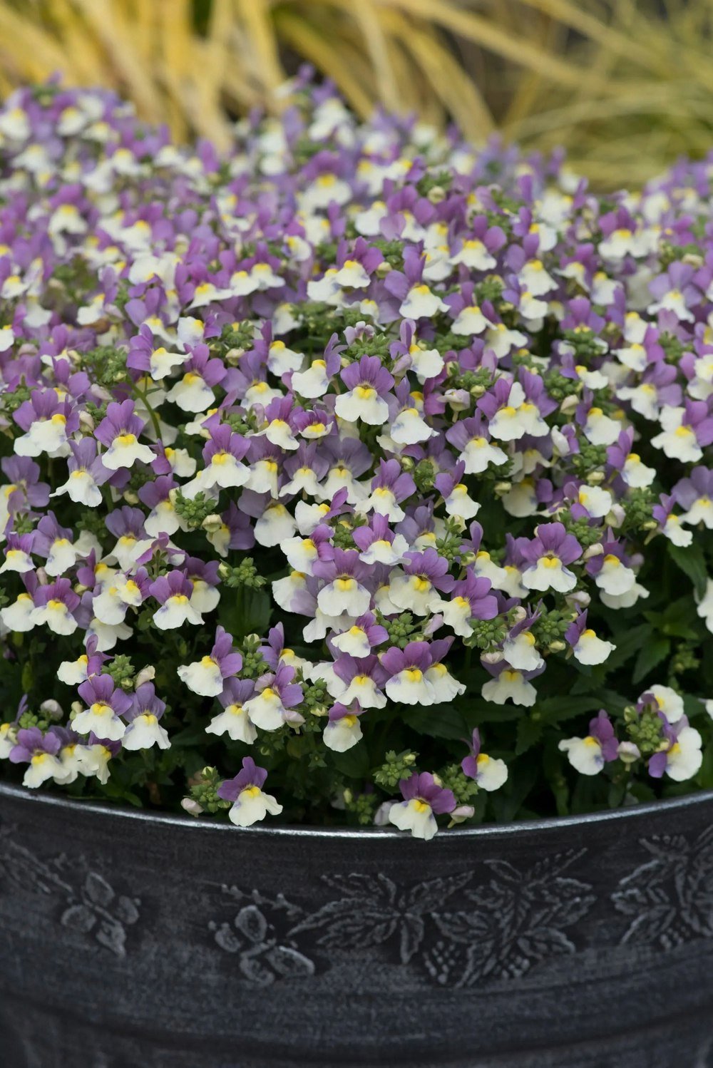 Nemesia Lady Kate 1L Pot x 2 plants by post