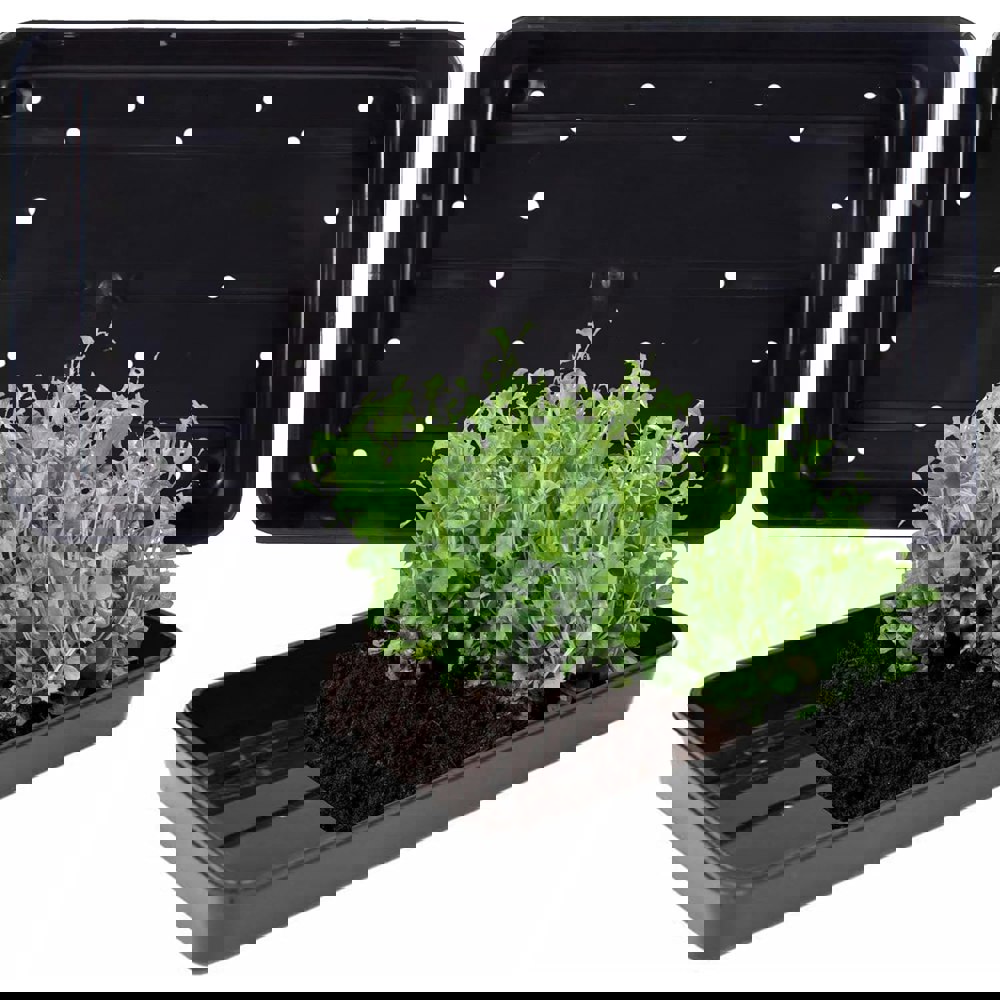 3 x Plastic Heavy Duty Seed Trays With Strong Rim For Extra Rigidity Ideal For Gardens & Greenhouse