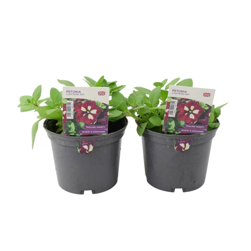 Petunia Lightning Sky 1L x 2 - Unique Starry Flowers plants by post