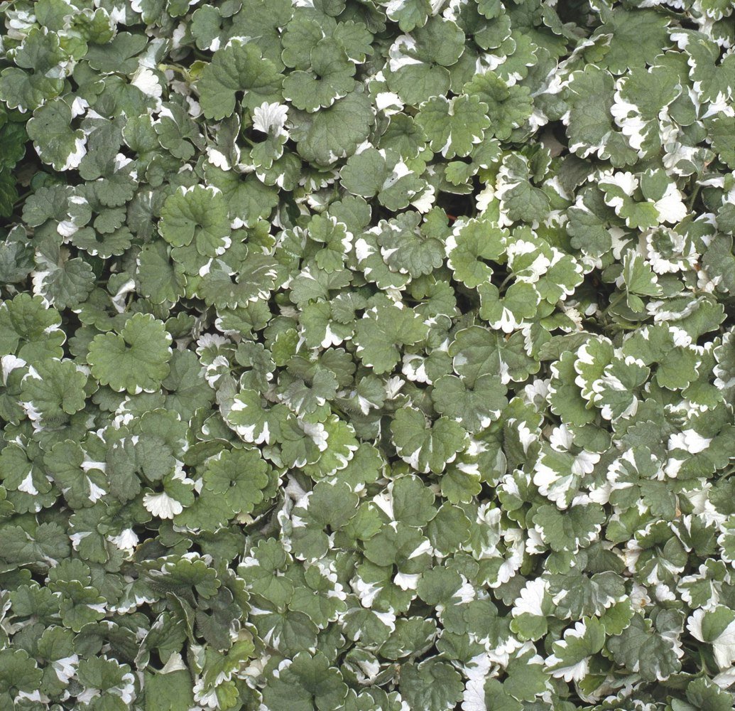 Nepeta Variegated 9cm In Recyclable Pots x 3 Plants